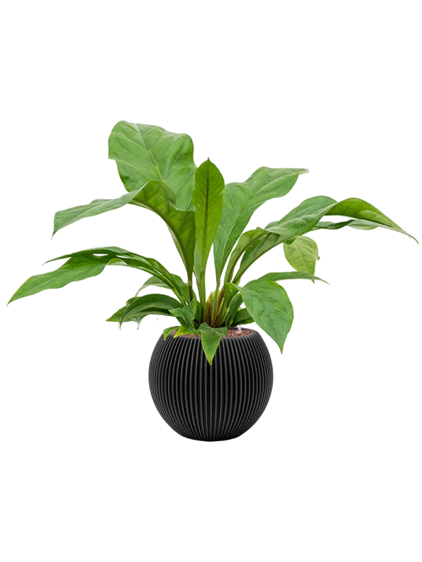 Anthurium ellipticum 'Jungle bush' in Capi Nature Groove Office Plant With Pot 72cm Height 21.5cm Dia