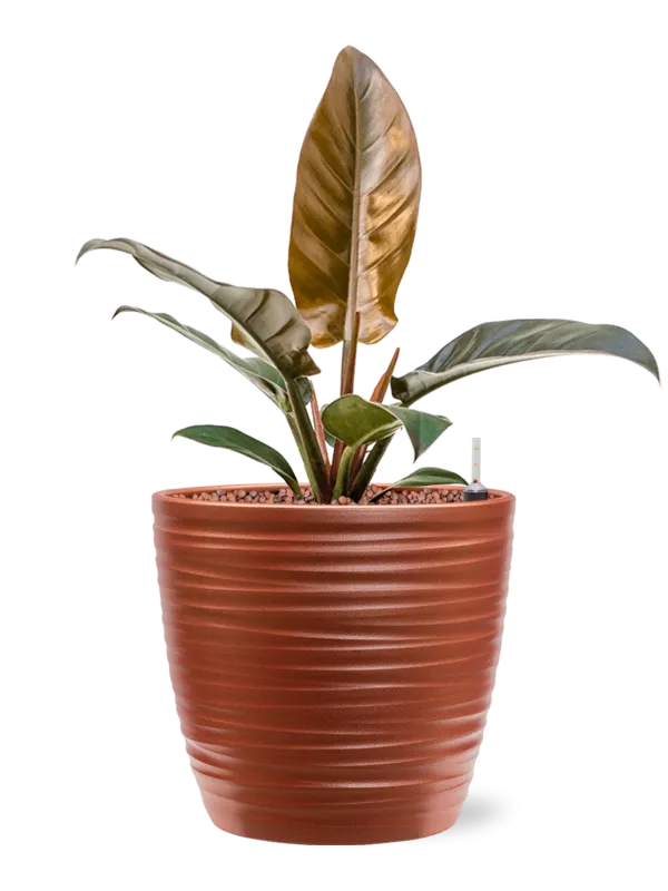 Philodendron 'Imperial Red' in Groove Office Plant With Pot 46cm Height 20.5cm Dia