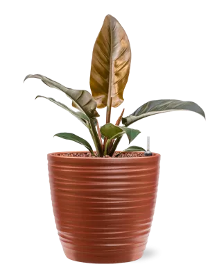 Philodendron 'Imperial Red' in Groove Office Plant With Pot 46cm Height 20.5cm Dia