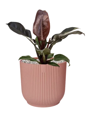 Philodendron `Imperial Red' in Vibes Fold Office Plant With Pot 63cm Height 34cm Dia